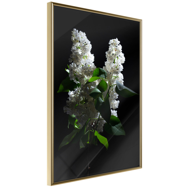 Wall Poster Lilacs at Night - composition of spring white flowers amidst deep black 121912 additionalImage 10