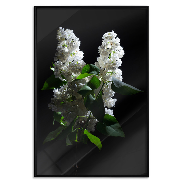 Wall Poster Lilacs at Night - composition of spring white flowers amidst deep black 121912 additionalImage 18