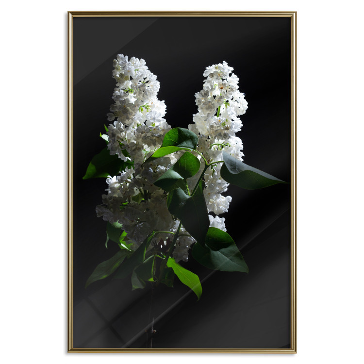 Wall Poster Lilacs at Night - composition of spring white flowers amidst deep black 121912 additionalImage 16