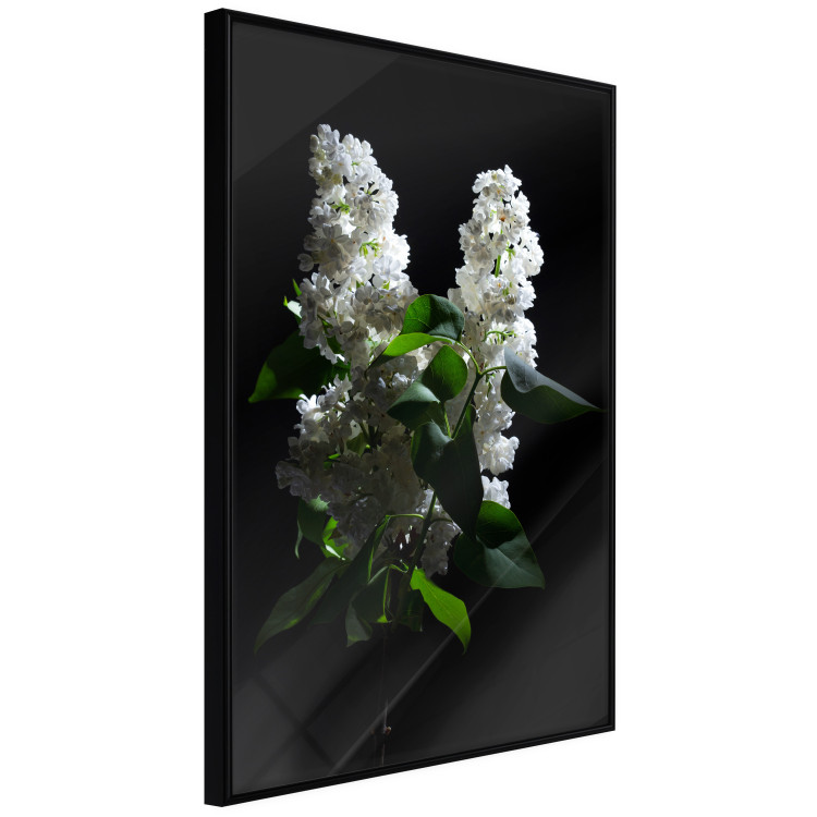 Wall Poster Lilacs at Night - composition of spring white flowers amidst deep black 121912 additionalImage 9