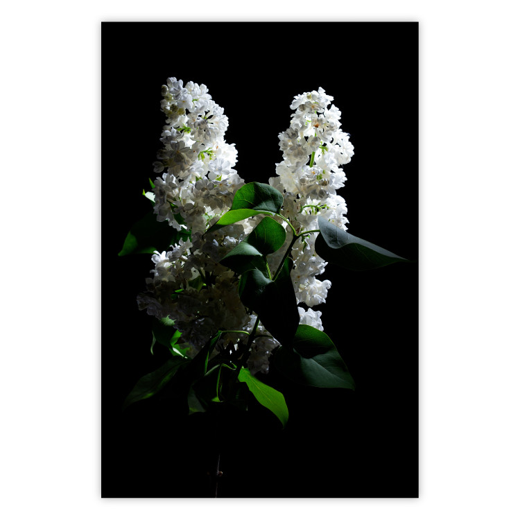 Wall Poster Lilacs at Night - composition of spring white flowers amidst deep black 121912