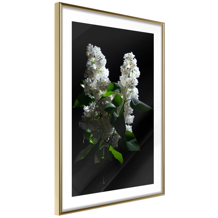 Wall Poster Lilacs at Night - composition of spring white flowers amidst deep black 121912 additionalImage 4