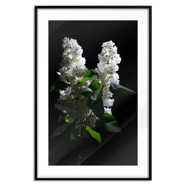 Wall Poster Lilacs at Night - composition of spring white flowers amidst deep black 121912 additionalImage 15