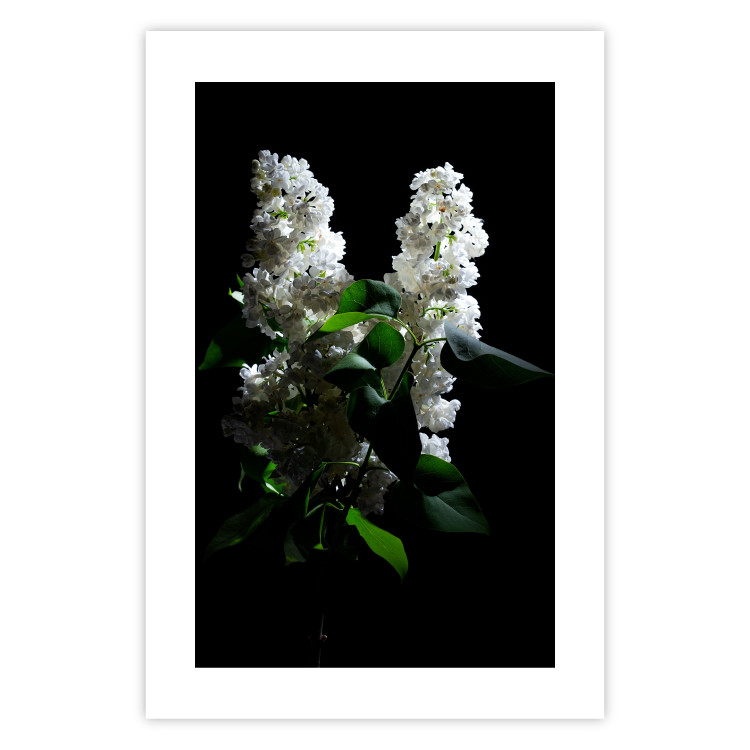 Wall Poster Lilacs at Night - composition of spring white flowers amidst deep black 121912 additionalImage 19
