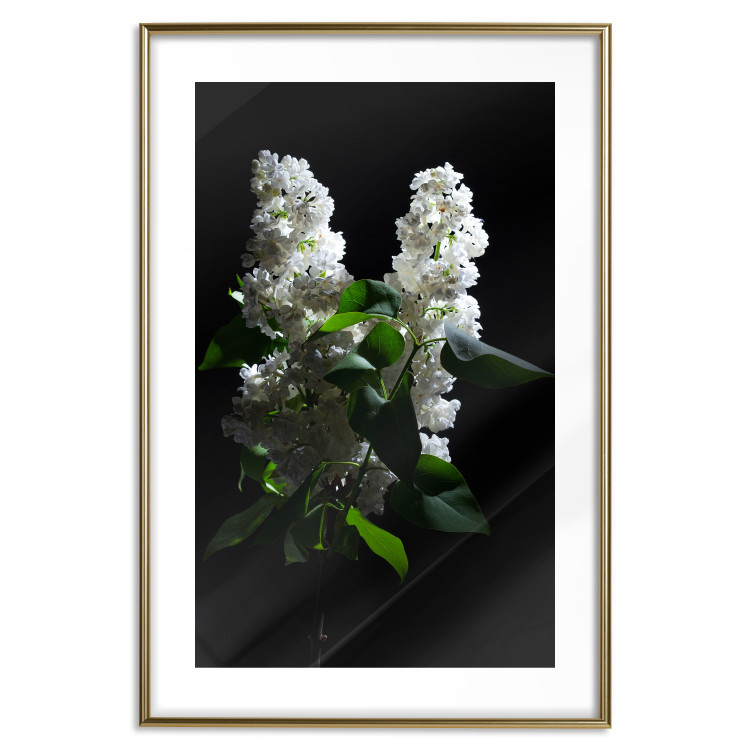 Wall Poster Lilacs at Night - composition of spring white flowers amidst deep black 121912 additionalImage 14
