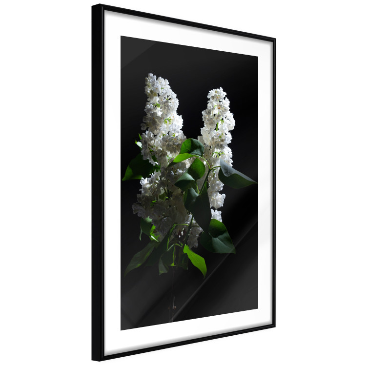 Wall Poster Lilacs at Night - composition of spring white flowers amidst deep black 121912 additionalImage 8