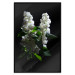 Wall Poster Lilacs at Night - composition of spring white flowers amidst deep black 121912 additionalThumb 18