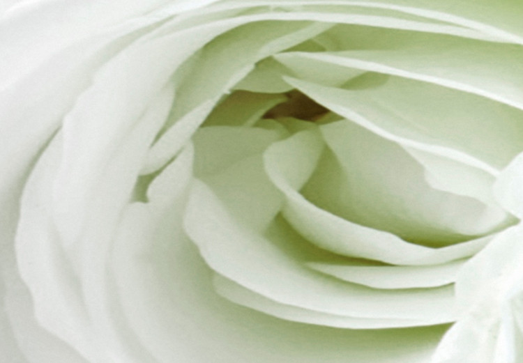 Canvas White rose buds - a composition with flowers and green accents 123212 additionalImage 4