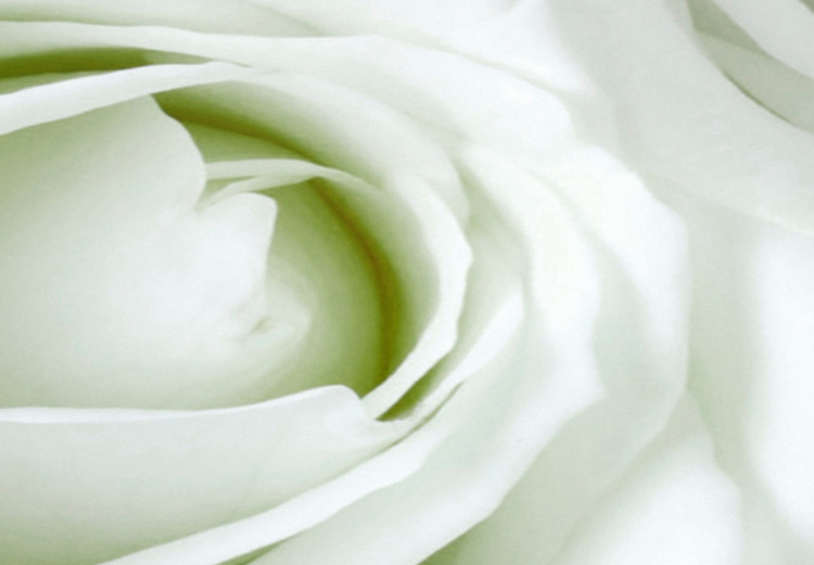 Canvas White rose buds - a composition with flowers and green accents 123212 additionalImage 5