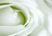 Canvas White rose buds - a composition with flowers and green accents 123212 additionalThumb 5