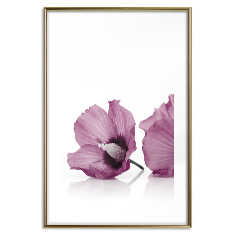 Wall Poster Close Together - plant with pink hibiscus flower on white background 123512 additionalImage 14