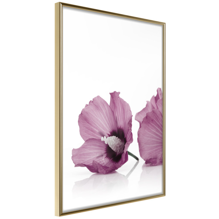 Wall Poster Close Together - plant with pink hibiscus flower on white background 123512 additionalImage 12
