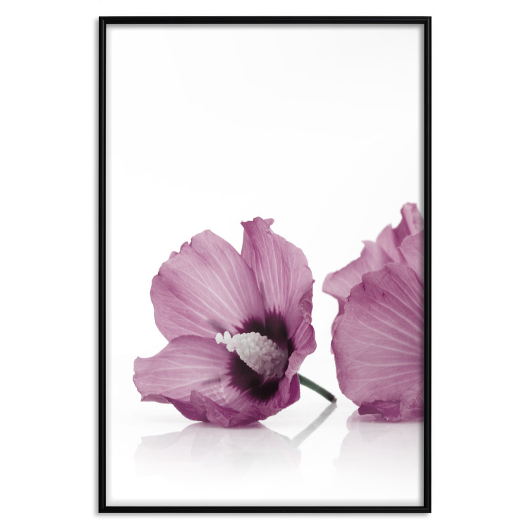 Wall Poster Close Together - plant with pink hibiscus flower on white background 123512 additionalImage 18
