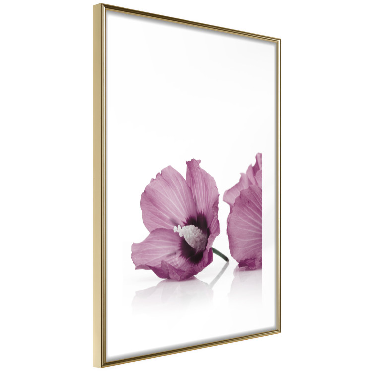 Wall Poster Close Together - plant with pink hibiscus flower on white background 123512 additionalImage 6