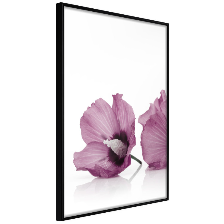 Wall Poster Close Together - plant with pink hibiscus flower on white background 123512 additionalImage 10
