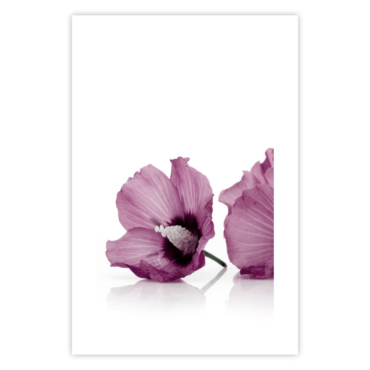 Wall Poster Close Together - plant with pink hibiscus flower on white background 123512 additionalImage 19