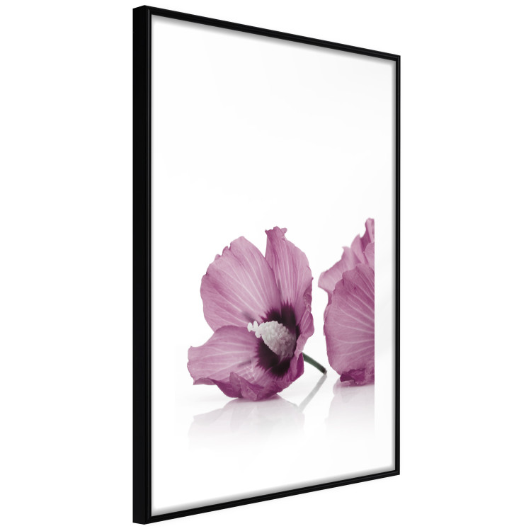 Wall Poster Close Together - plant with pink hibiscus flower on white background 123512 additionalImage 11