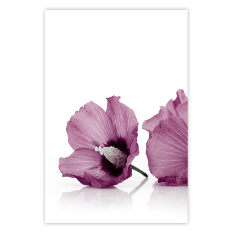 Wall Poster Close Together - plant with pink hibiscus flower on white background 123512
