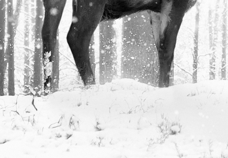 Photo Wallpaper Deer in the Snow (Black and White) 126812 additionalImage 3