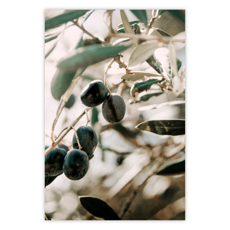 Poster Olive Orchard - trees with leaves and black fruits on light background 129712