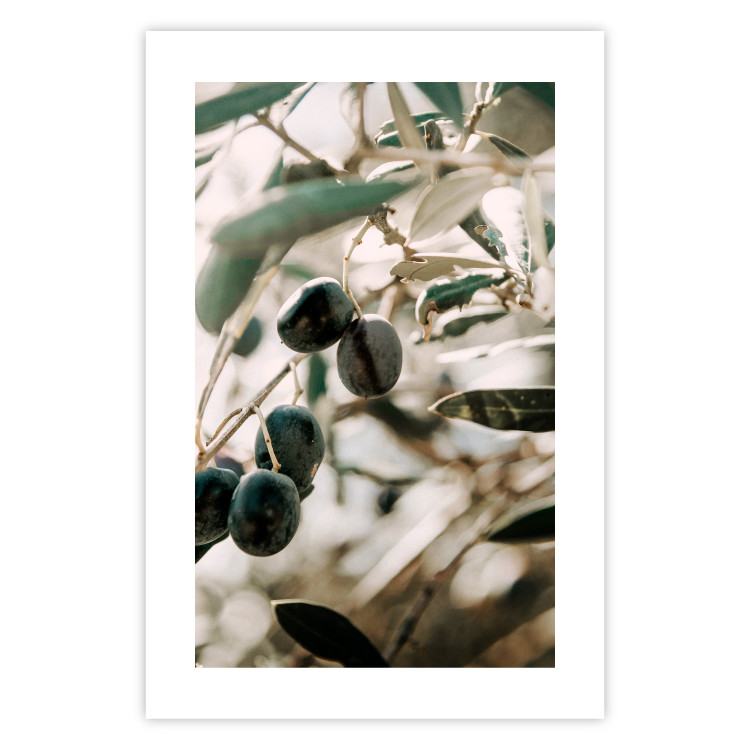 Poster Olive Orchard - trees with leaves and black fruits on light background 129712 additionalImage 19