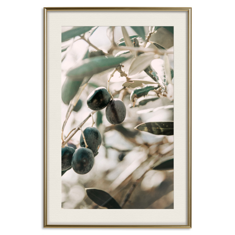 Poster Olive Orchard - trees with leaves and black fruits on light background 129712 additionalImage 20
