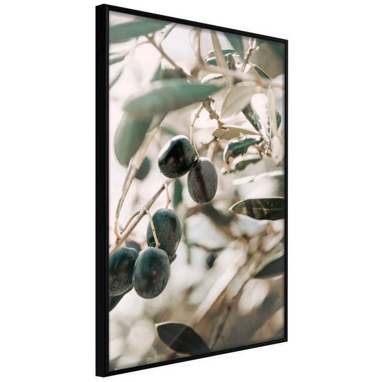Poster Olive Orchard - trees with leaves and black fruits on light background 129712 additionalImage 11