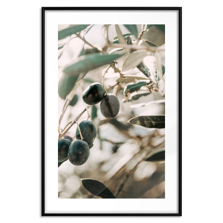Poster Olive Orchard - trees with leaves and black fruits on light background 129712 additionalImage 17