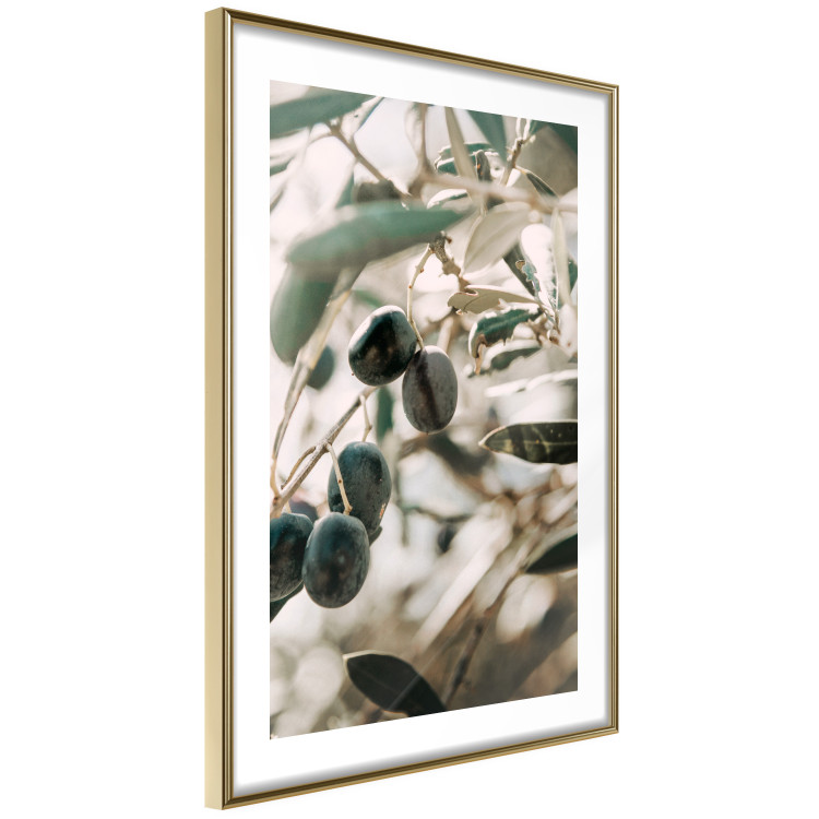 Poster Olive Orchard - trees with leaves and black fruits on light background 129712 additionalImage 7