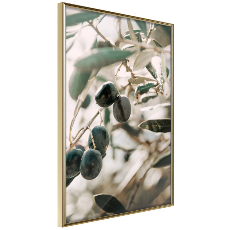 Poster Olive Orchard - trees with leaves and black fruits on light background 129712 additionalImage 12