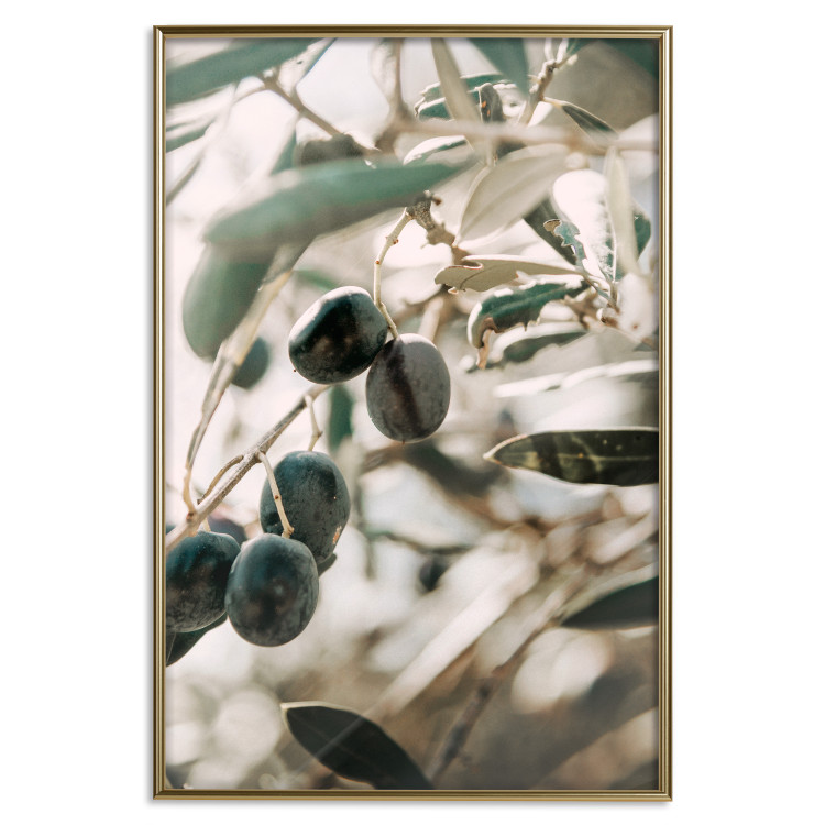 Poster Olive Orchard - trees with leaves and black fruits on light background 129712 additionalImage 21