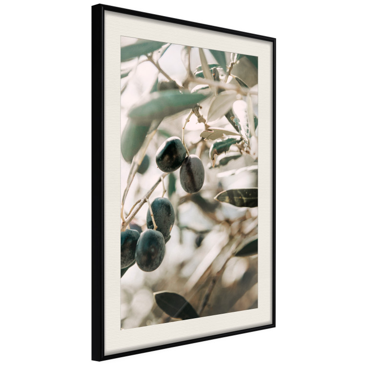 Poster Olive Orchard - trees with leaves and black fruits on light background 129712 additionalImage 2