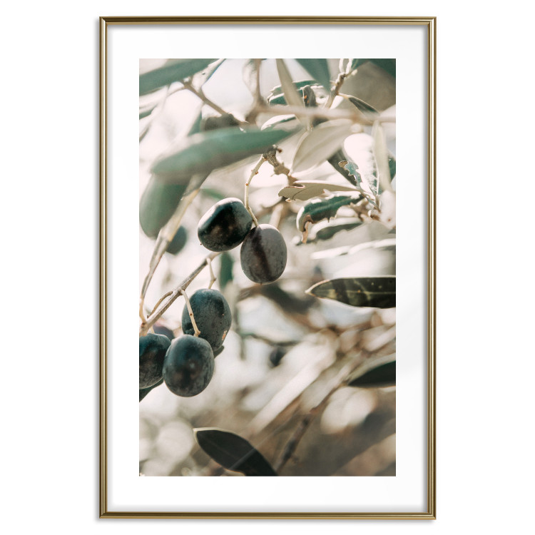 Poster Olive Orchard - trees with leaves and black fruits on light background 129712 additionalImage 14