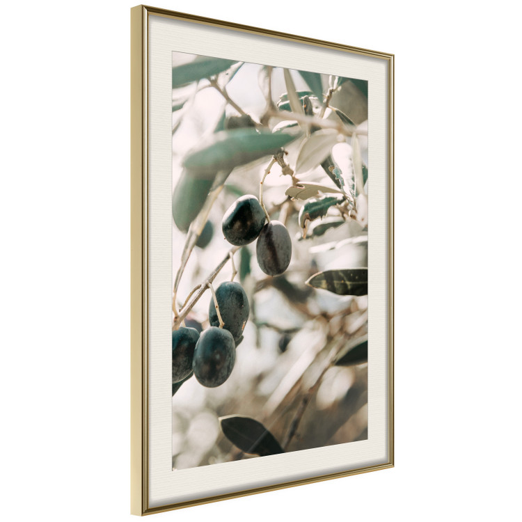 Poster Olive Orchard - trees with leaves and black fruits on light background 129712 additionalImage 3