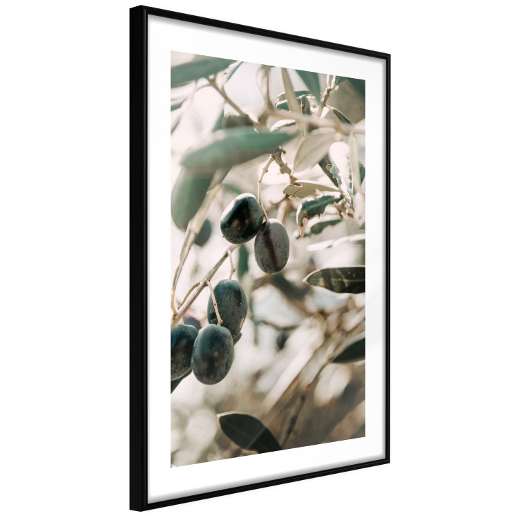Poster Olive Orchard - trees with leaves and black fruits on light background 129712 additionalImage 8