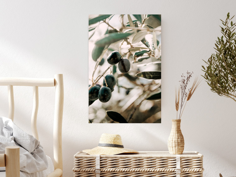 Poster Olive Orchard - trees with leaves and black fruits on light background 129712 additionalImage 2
