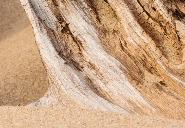 Canvas Uncovered Past (1-piece) Wide - wood bark landscape on the beach 129812 additionalImage 4