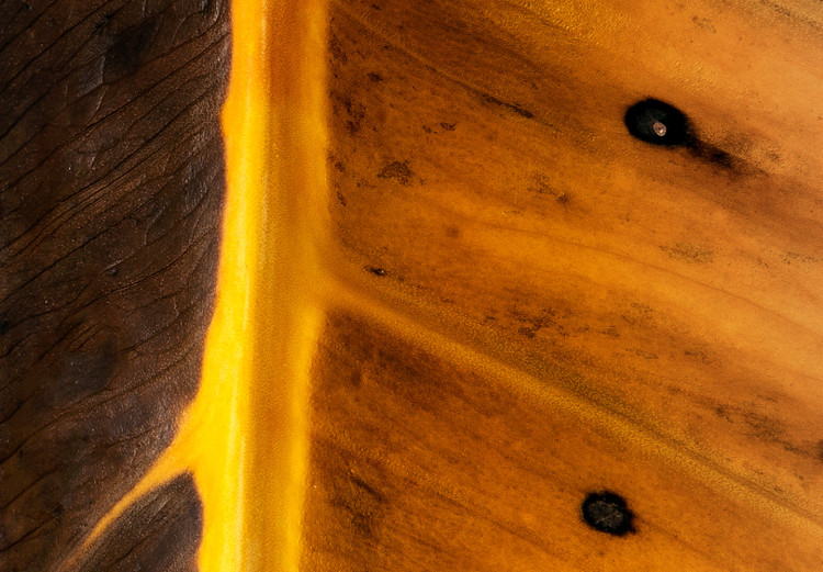 Poster Sunny Contrast - golden leaf half black with distinct structure 130512 additionalImage 12