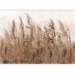 Photo Wallpaper Tall Grasses - Brown 131712 additionalThumb 5