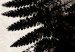 Wall Poster Fern Trace - dark plant composition on a beige textured background 134512 additionalThumb 11