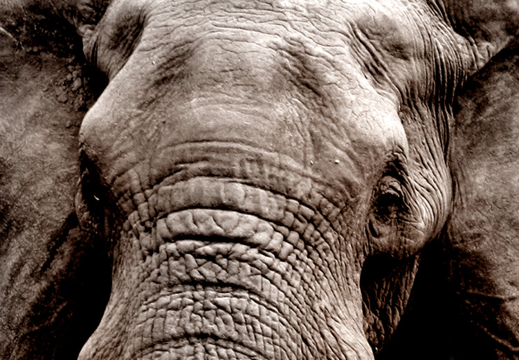 Large canvas print Elephant on the Savannah [Large Format] 150812 additionalImage 5