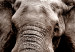 Large canvas print Elephant on the Savannah [Large Format] 150812 additionalThumb 5