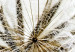 Canvas Art Print Dandelions waiting for the wind 58612 additionalThumb 5