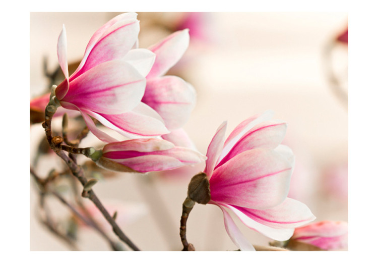 Photo Wallpaper Magnolia Flowers - Natural Floral Motif on a Bright and Delicate Background 60412 additionalImage 1