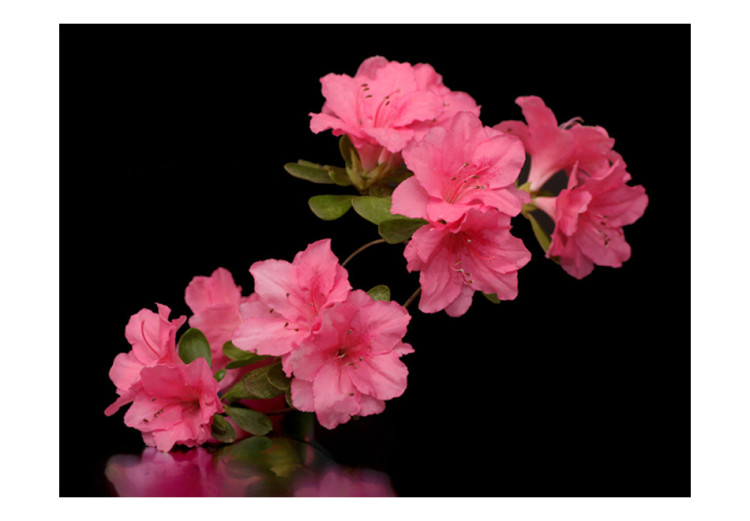 Photo Wallpaper Azaleas in Black - Contrasting Shot of Flowers on a Dark Background with Reflection 60712 additionalImage 1