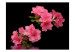 Photo Wallpaper Azaleas in Black - Contrasting Shot of Flowers on a Dark Background with Reflection 60712 additionalThumb 1