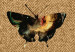 Canvas Butterfly with a clarera - black and yellow butterfly on a natural herringbone material in a brown frame 118122 additionalThumb 5