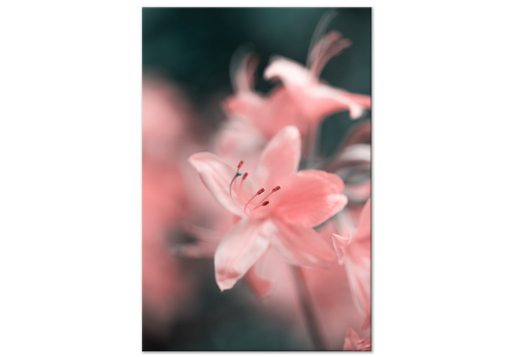 Canvas Print The gentleness of nature - a subtle, romantic photo of pink flowers 121622