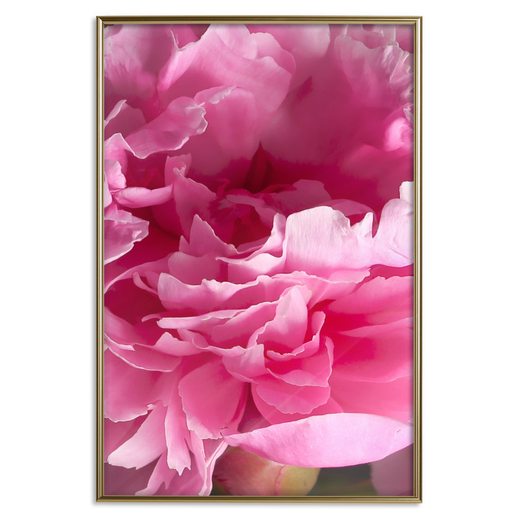 Wall Poster Beautiful Peonies - flower with pink petals on the background of the same flowers 122822 additionalImage 16