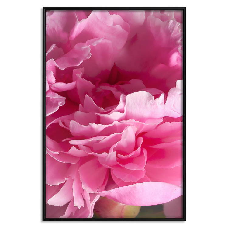 Wall Poster Beautiful Peonies - flower with pink petals on the background of the same flowers 122822 additionalImage 24